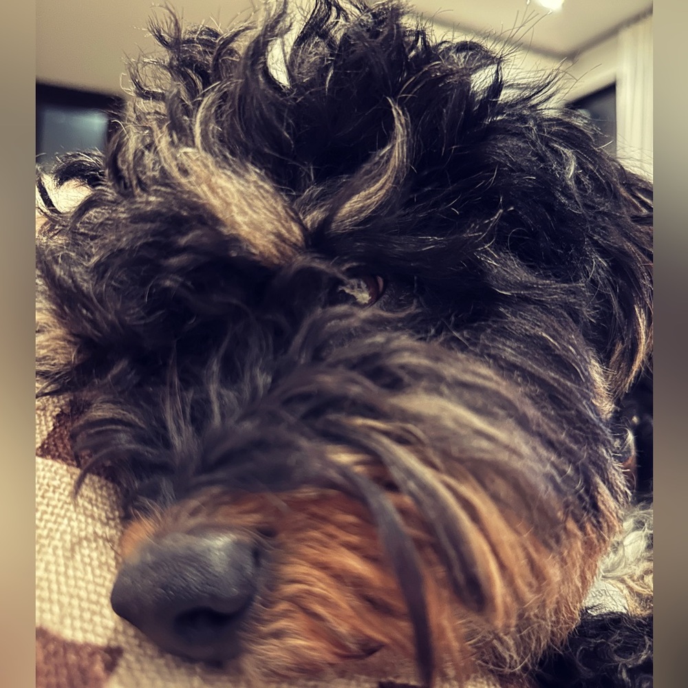 Meet your Posher, Perla